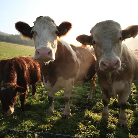 Hotell Hotel-restaurant Schettel 3*