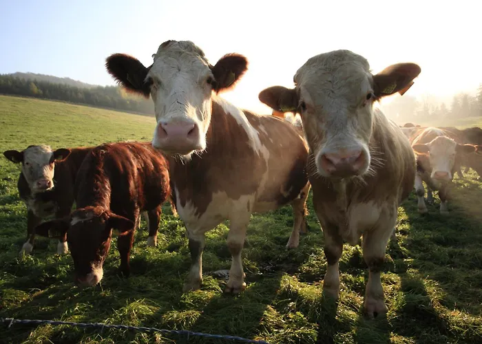 Hotel Hotel-restaurant Schettel 3*